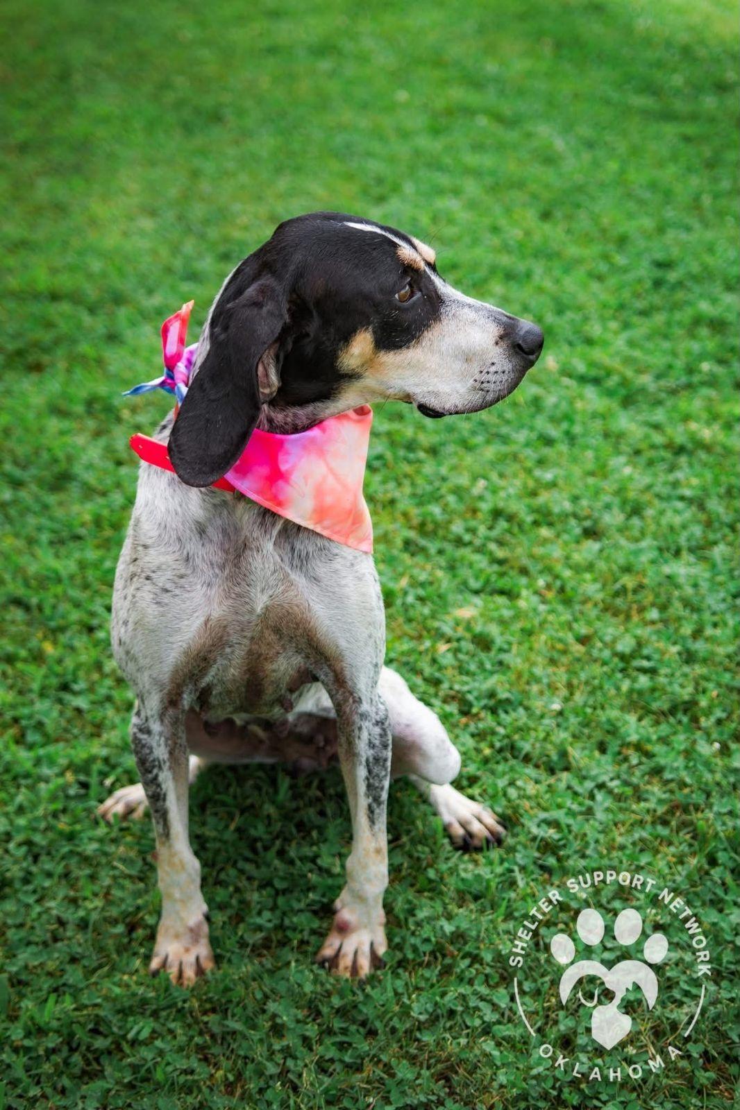 Enlarge Maybelle, a Adoptable Bluetick Coonhound in TULSA, OK image 4/6
