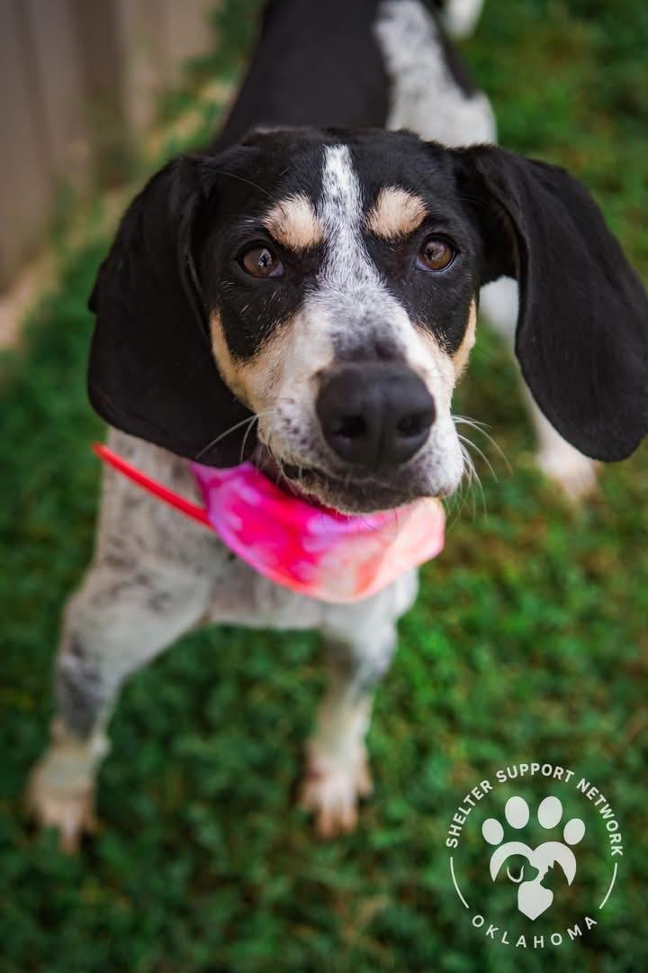 Enlarge Maybelle, a Adoptable Bluetick Coonhound in TULSA, OK image 3/6