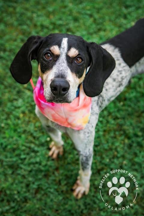 Enlarge Maybelle, a Adoptable Bluetick Coonhound in TULSA, OK image 4/6