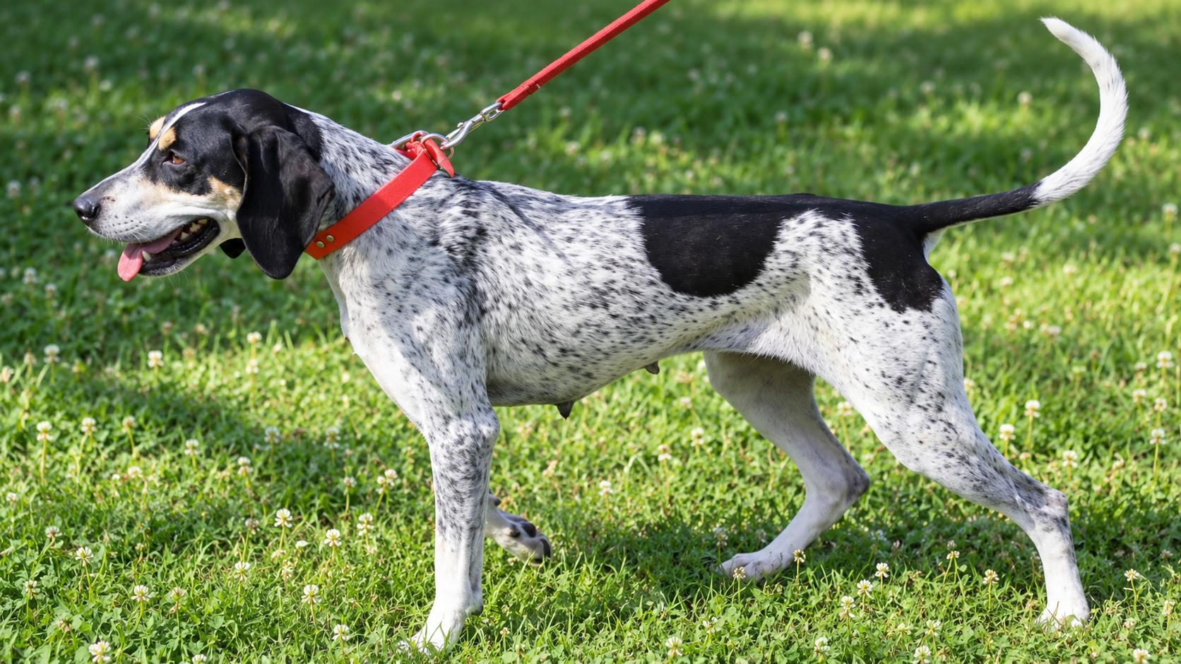 Enlarge Maybelle, a Adoptable Bluetick Coonhound in TULSA, OK image 5/6