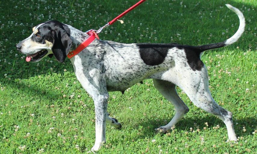 Enlarge Maybelle, a Adoptable Bluetick Coonhound in TULSA, OK image 5/6