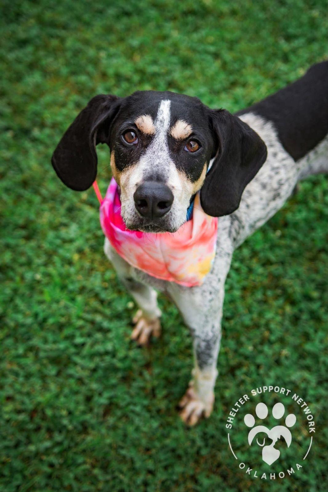 Enlarge Maybelle, a Adoptable Bluetick Coonhound in TULSA, OK image 6/6