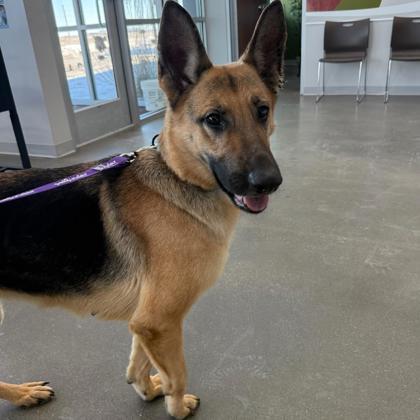 Athena, adopted, Young Female Mixed Breed.