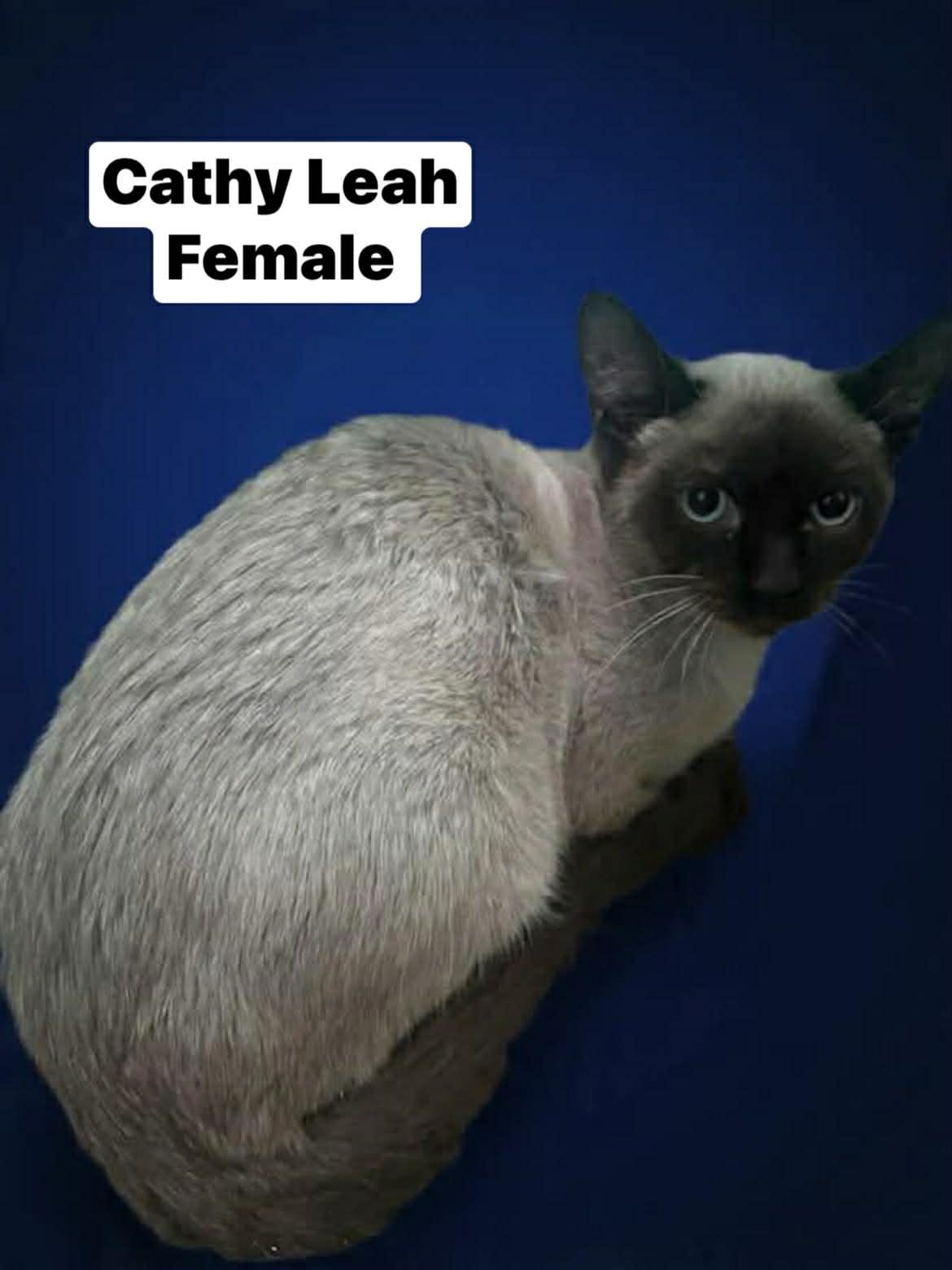 Enlarge Cathy Leah , a ADOPTABLE mixed breed in Parma, OH image 1/1