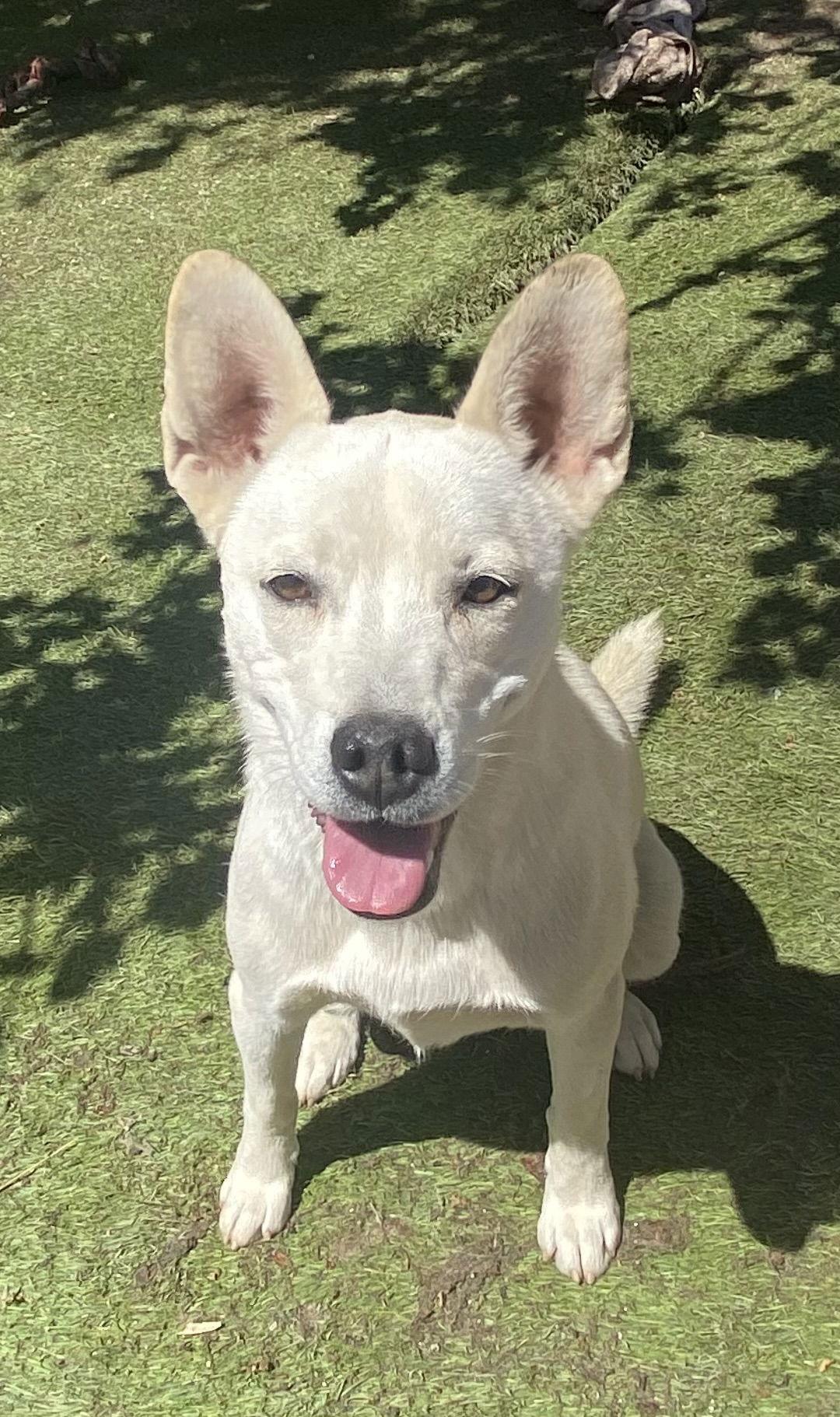 Enlarge Sugar, a Adoptable Husky in La Verne, CA image 1/3