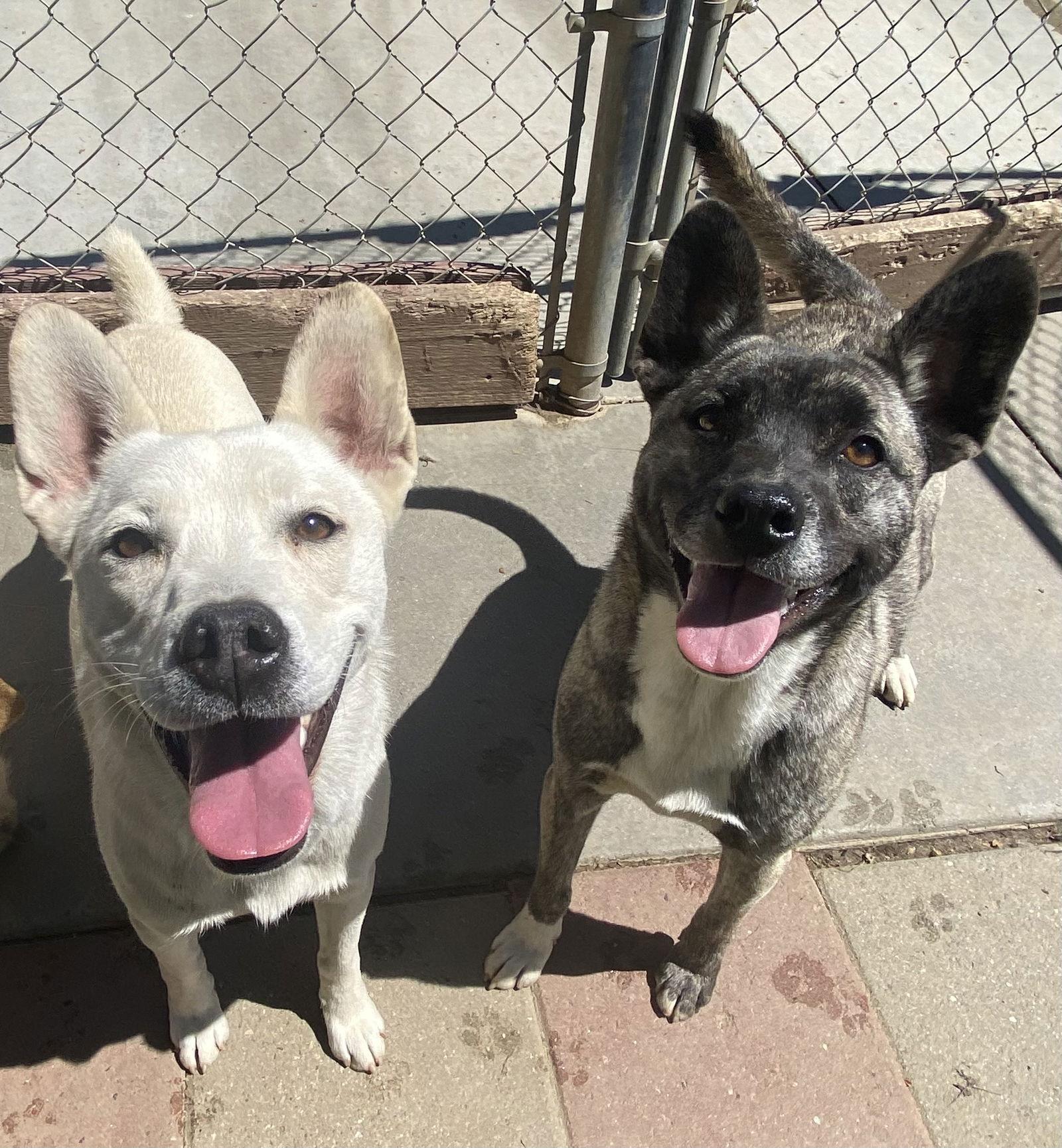 Enlarge Sugar, a Adoptable Husky in La Verne, CA image 2/3