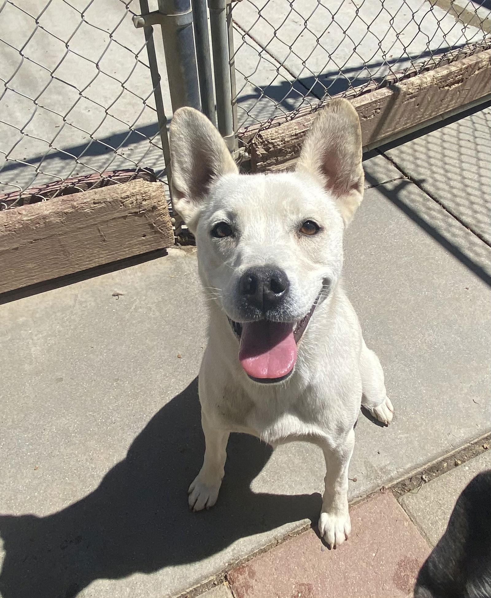Enlarge Sugar, a Adoptable Husky in La Verne, CA image 3/3