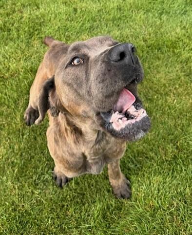 Enlarge Freya, a Adoptable Boerboel in Missoula, MT image 1/2
