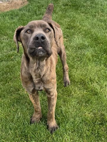 Enlarge Freya, a Adoptable Boerboel in Missoula, MT image 2/2