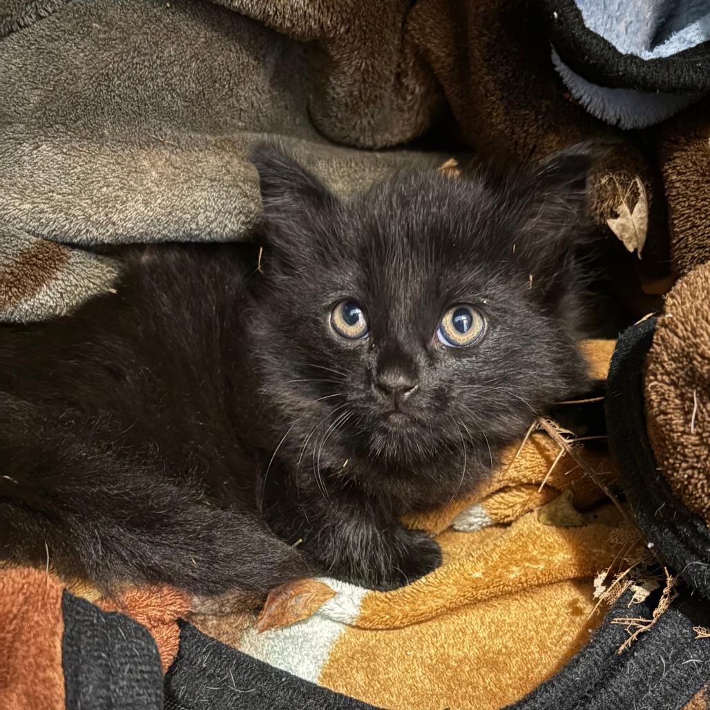 Enlarge Obsidian, a Adoptable Domestic Long Hair in Wahiawa, HI image 1/2