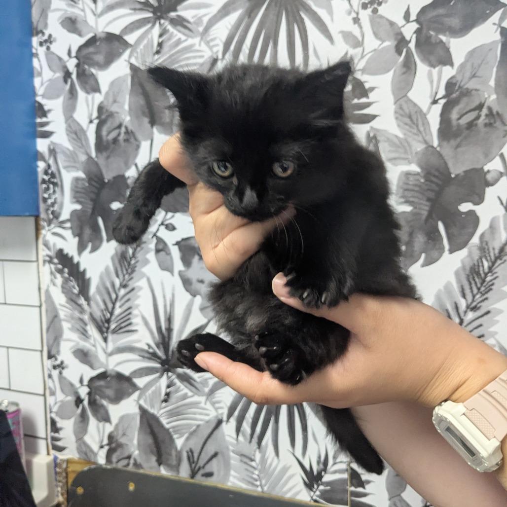Enlarge Obsidian, a Adoptable Domestic Long Hair in Wahiawa, HI image 2/2