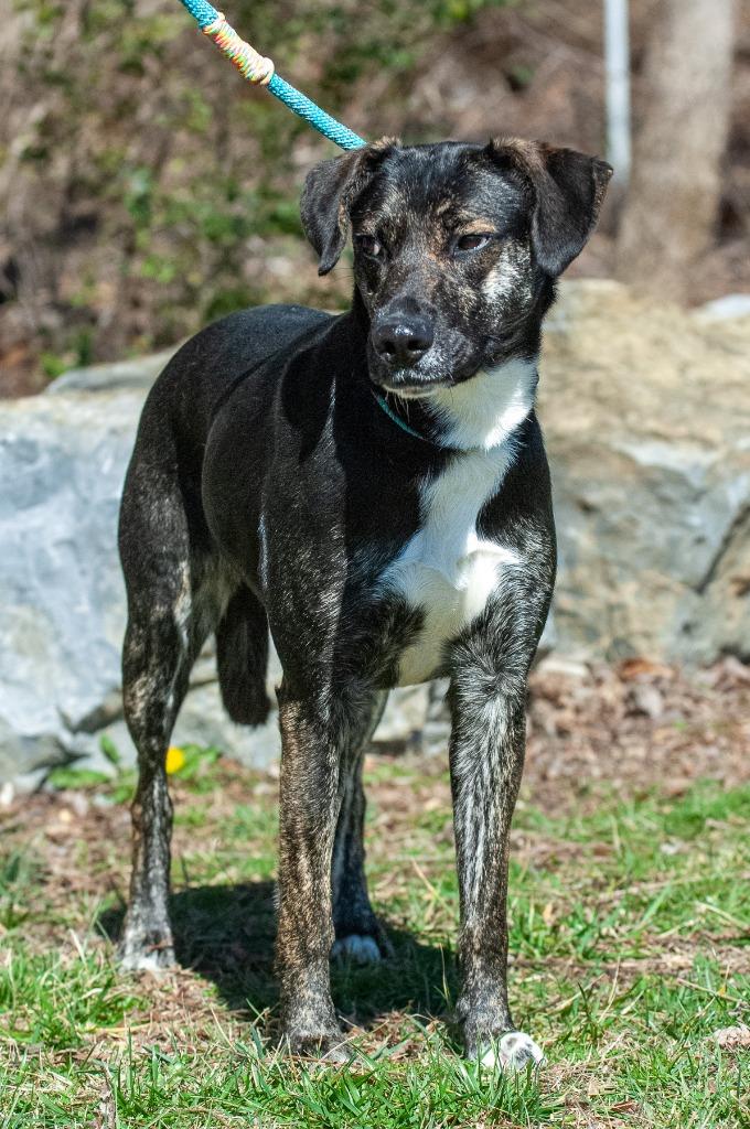 Carly, Adoptable, Young Female Hound.