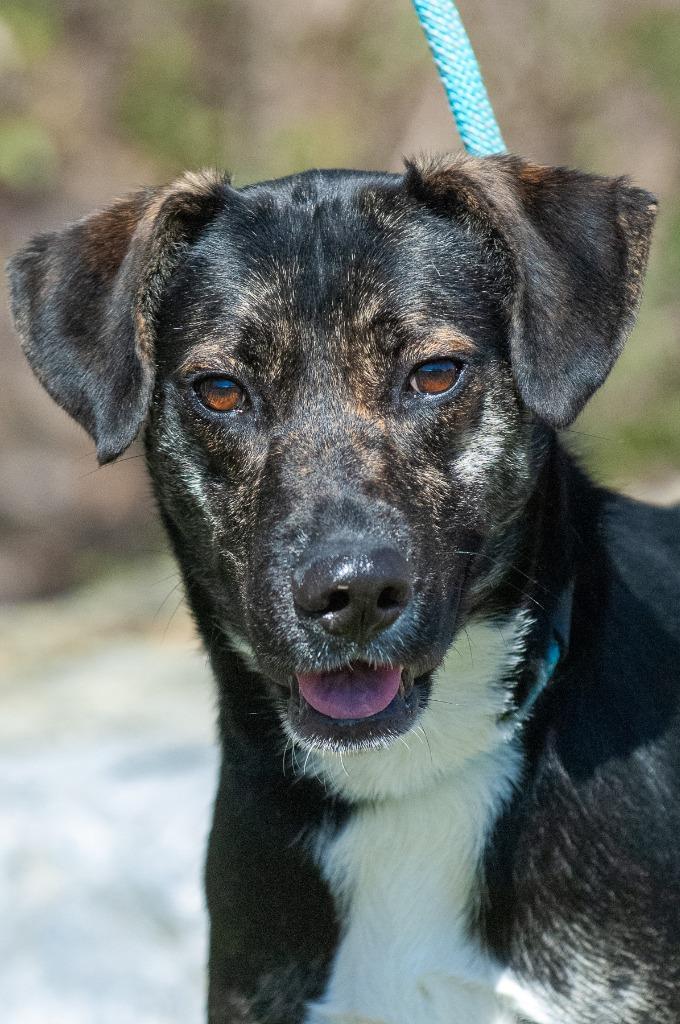 Enlarge Carly, a Adoptable mixed breed in Johnson City, TN image 3/4