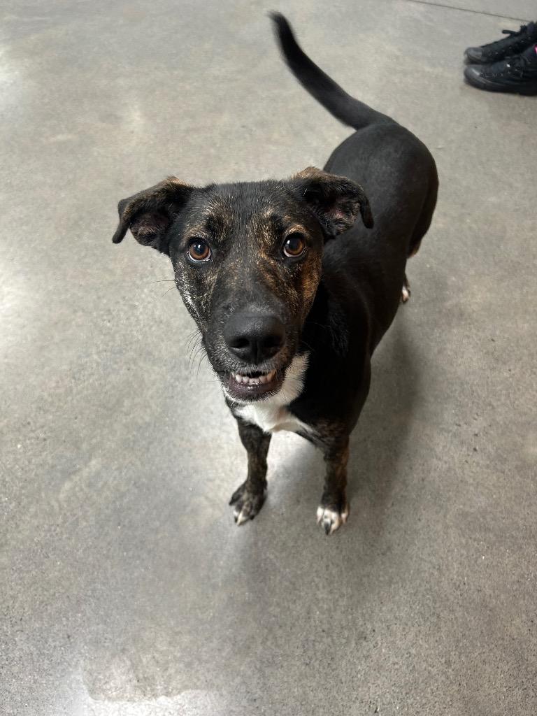 Enlarge Carly, a Adoptable mixed breed in Johnson City, TN image 4/4