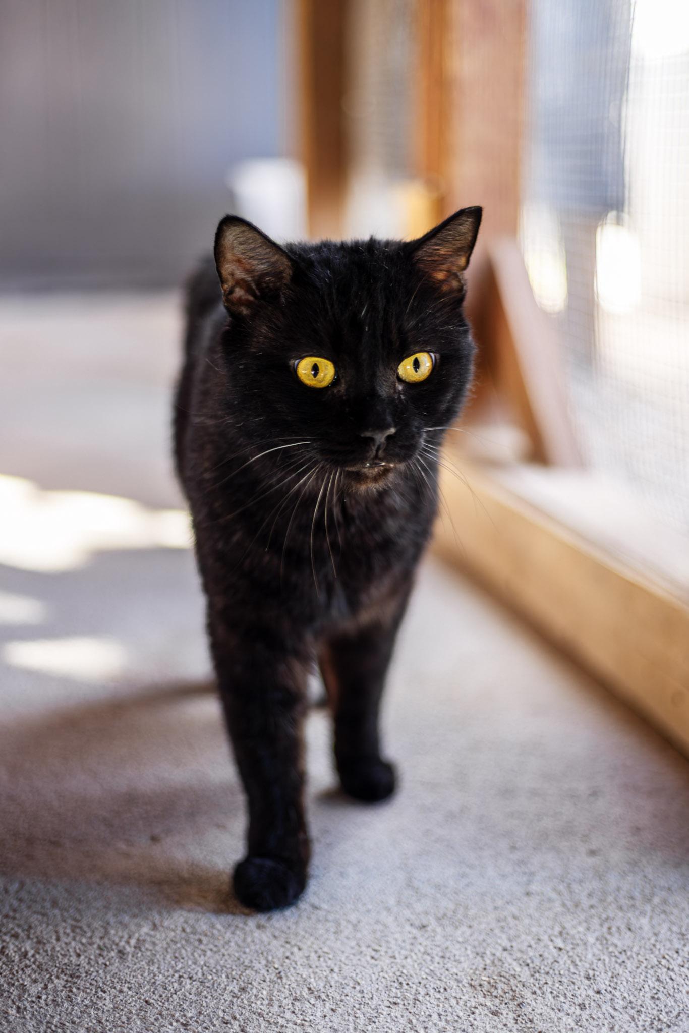 Enlarge Ohtani, a ADOPTABLE Domestic Short Hair in Marana, AZ image 1/1