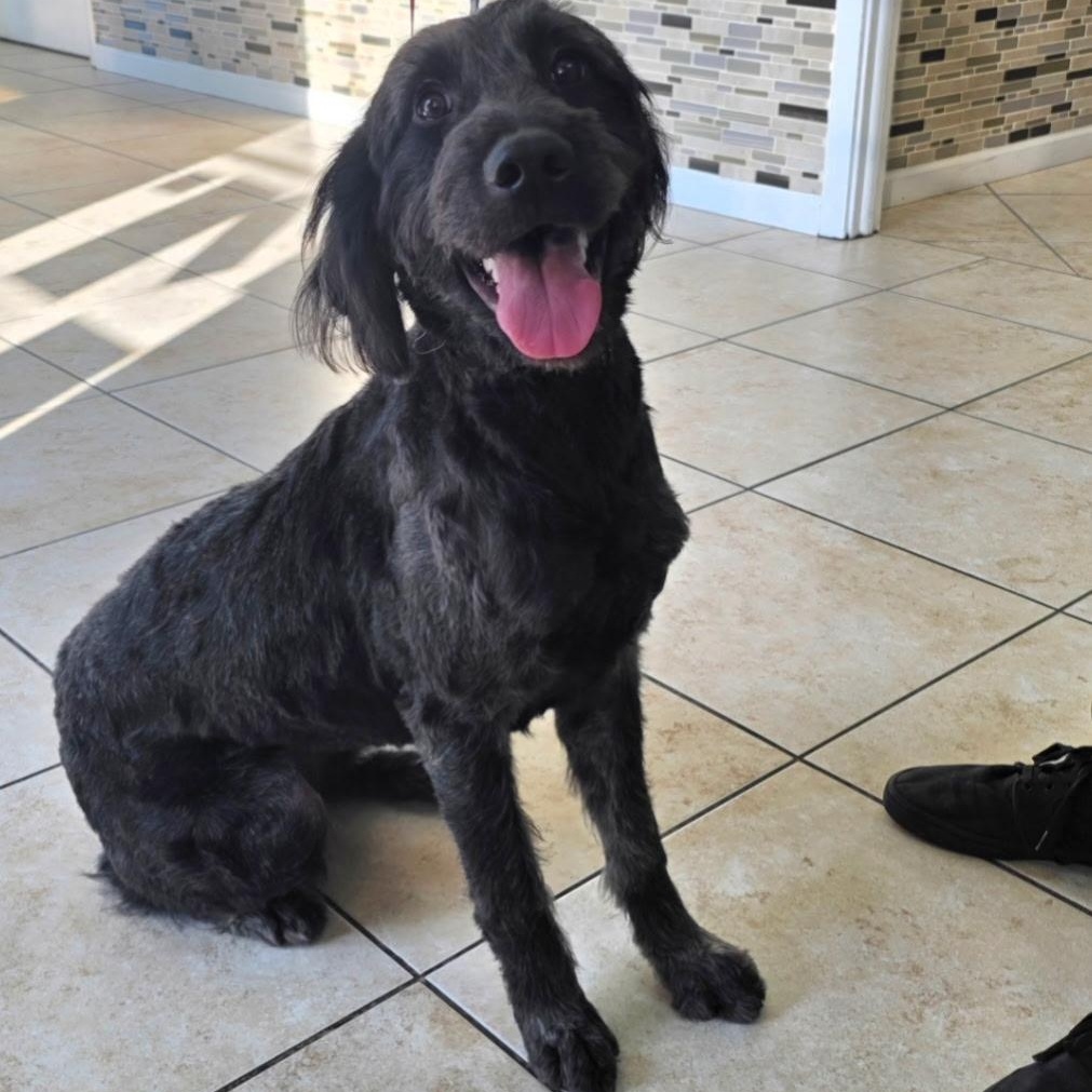 Enlarge Ruby (Ember), an adopted Labradoodle in Weston, FL image 2/4