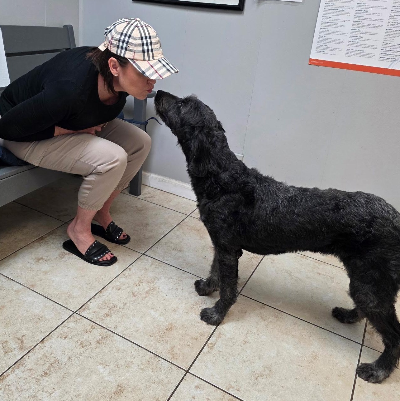 Enlarge Ruby (Ember), an adopted Labradoodle in Weston, FL image 3/4