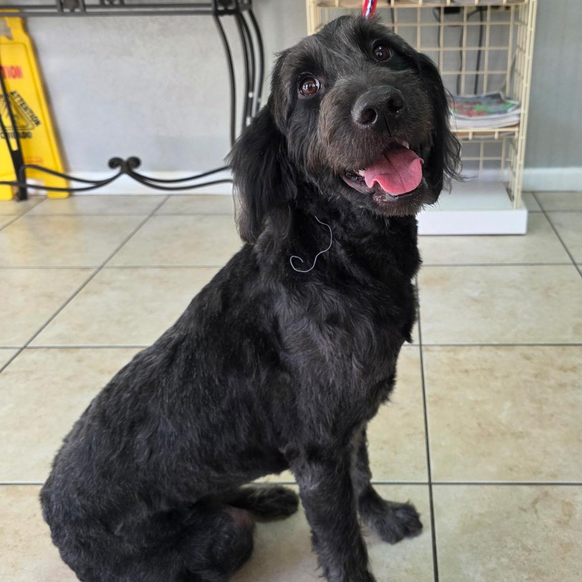 Ruby (Ember), adopted, Young Female Labradoodle.