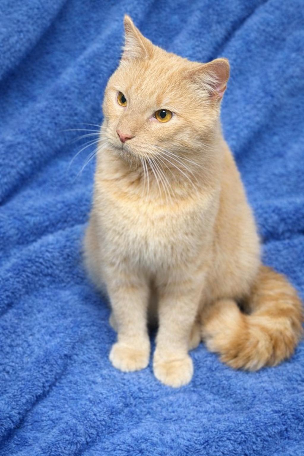Enlarge George, a ADOPTABLE Domestic Medium Hair in Copley, OH image 1/2