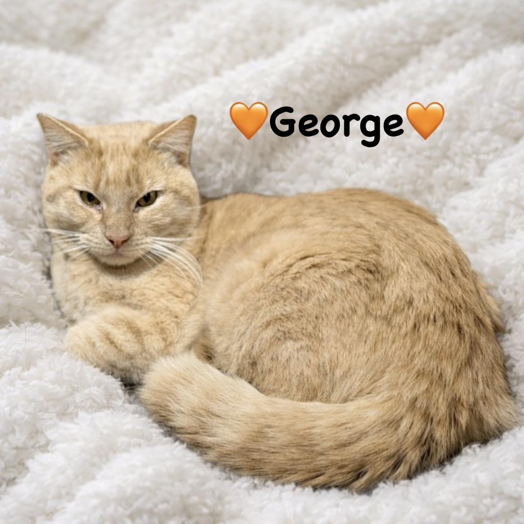 George, ADOPTABLE, Young Male Domestic Medium Hair.