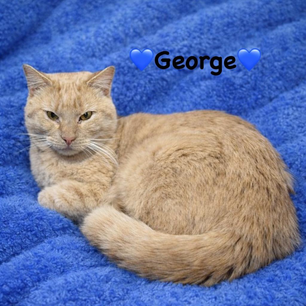 Enlarge George, a ADOPTABLE Domestic Medium Hair in Copley, OH image 2/2