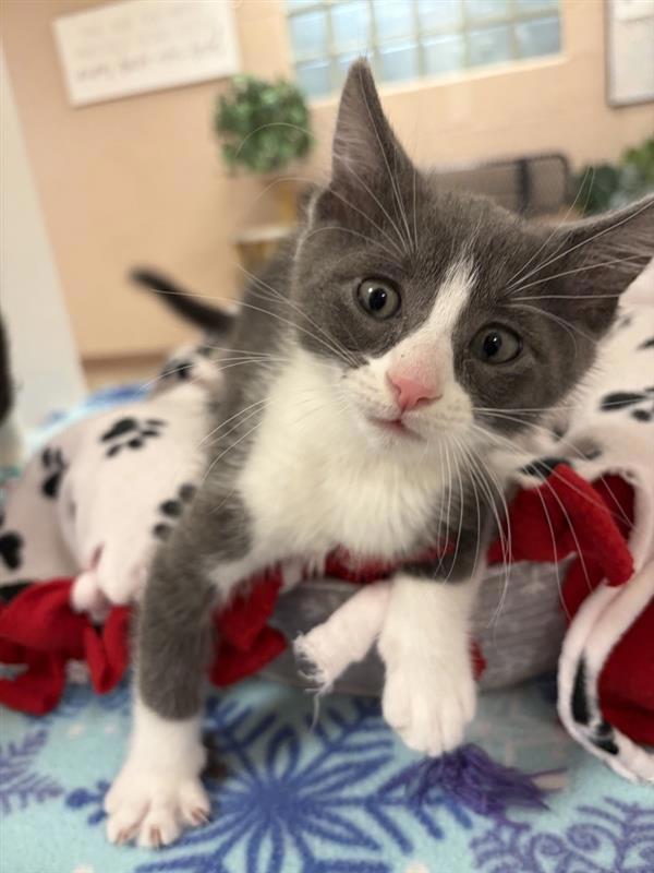 Darkwing Duck, Adoptable, Kitten Male Domestic Short Hair.