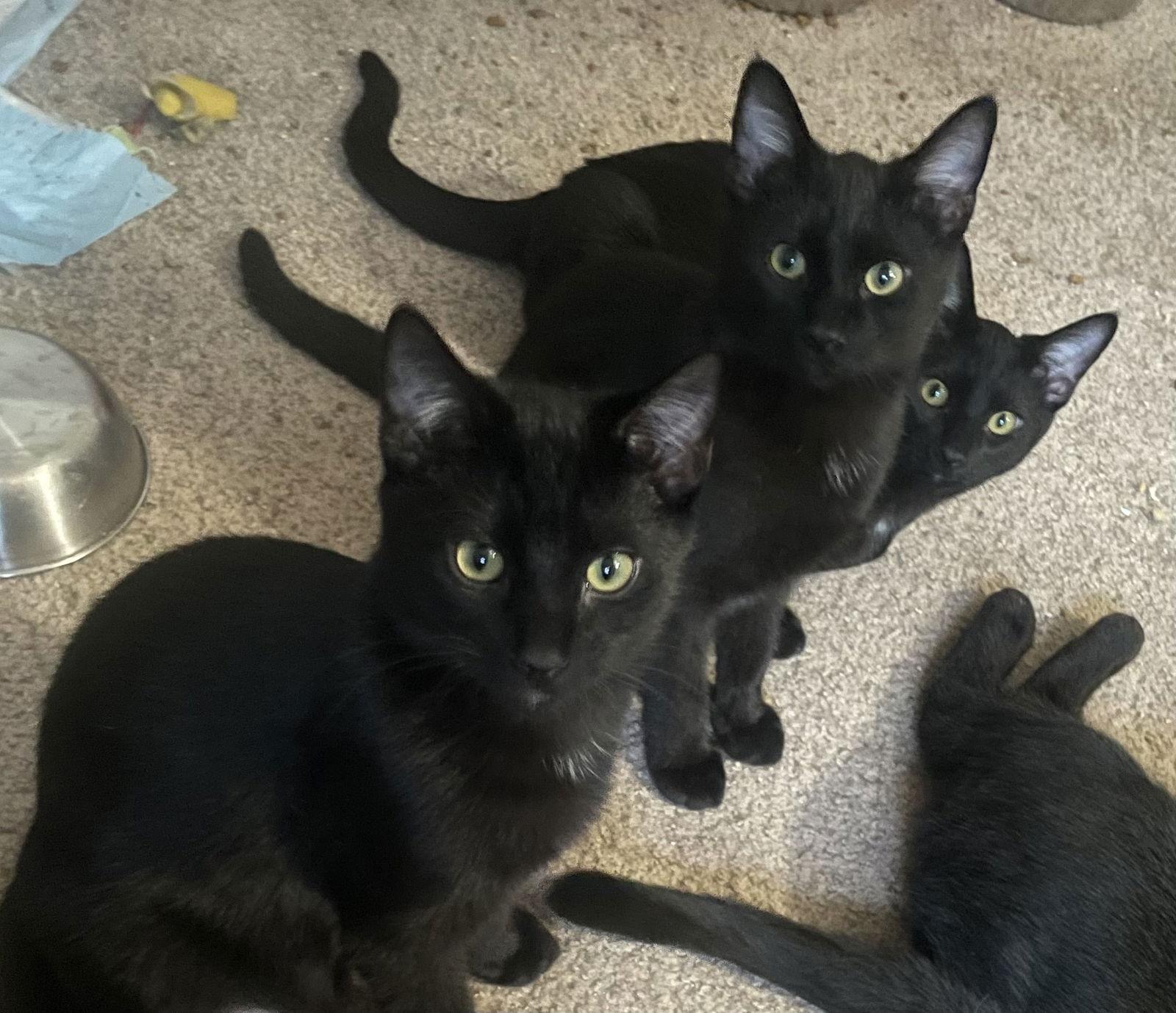 Orbit, Star, Cosmo, Moondust, Twinkle LOVE black, Adoptable, Kitten Female Bombay & American Shorthair.