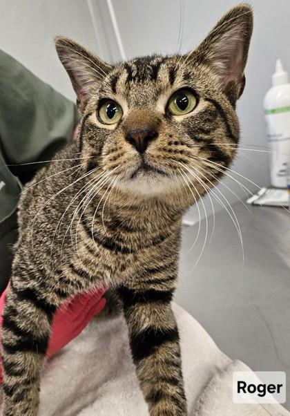 Roger, Adoptable, Adult Male Domestic Short Hair & Domestic Short Hair.