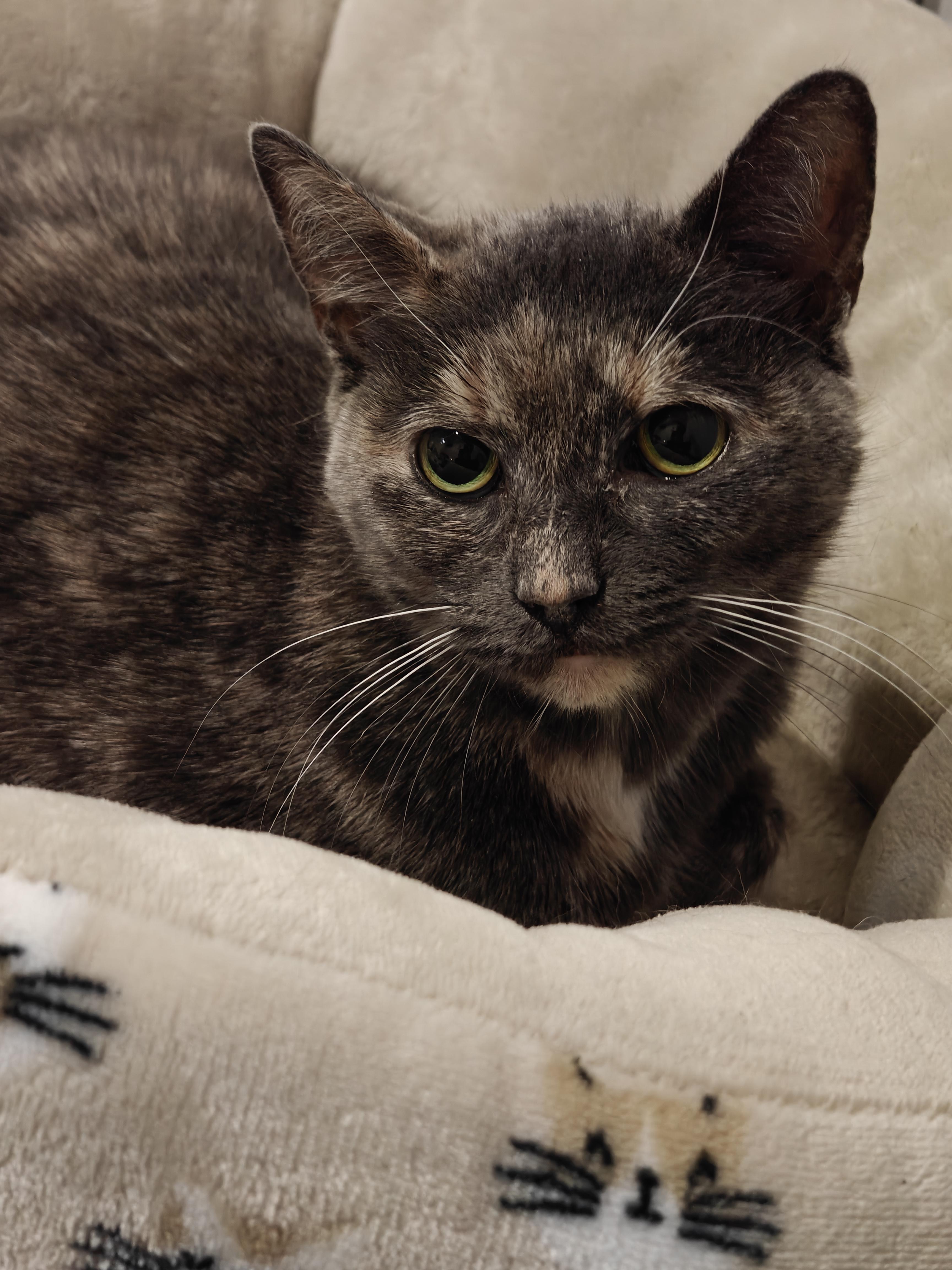 Luna Moon , ADOPTABLE, Young Female Domestic Short Hair.