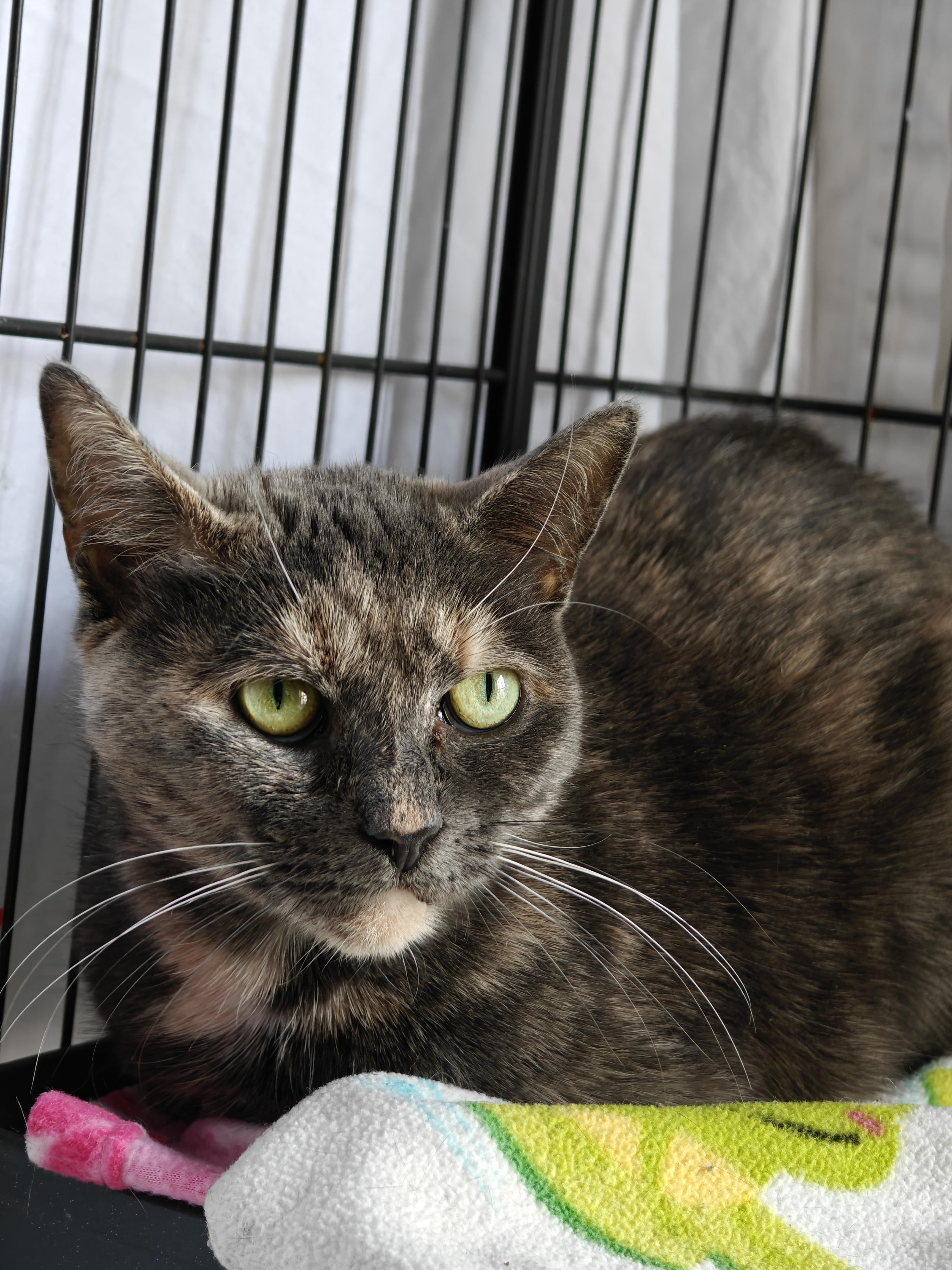 Enlarge Luna Moon , a ADOPTABLE Domestic Short Hair in New Britain, CT image 2/5