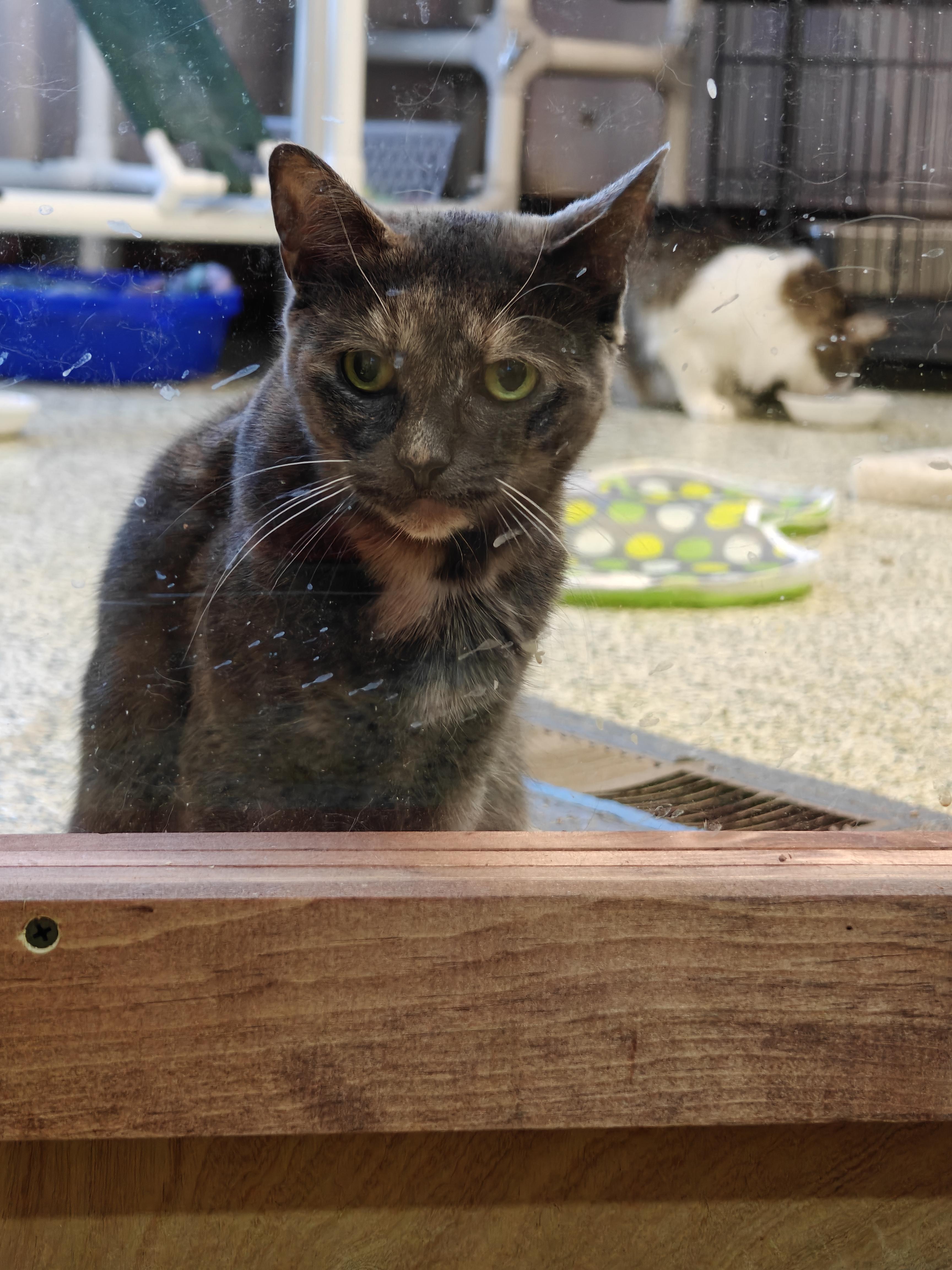 Enlarge Luna Moon , a ADOPTABLE Domestic Short Hair in New Britain, CT image 3/5