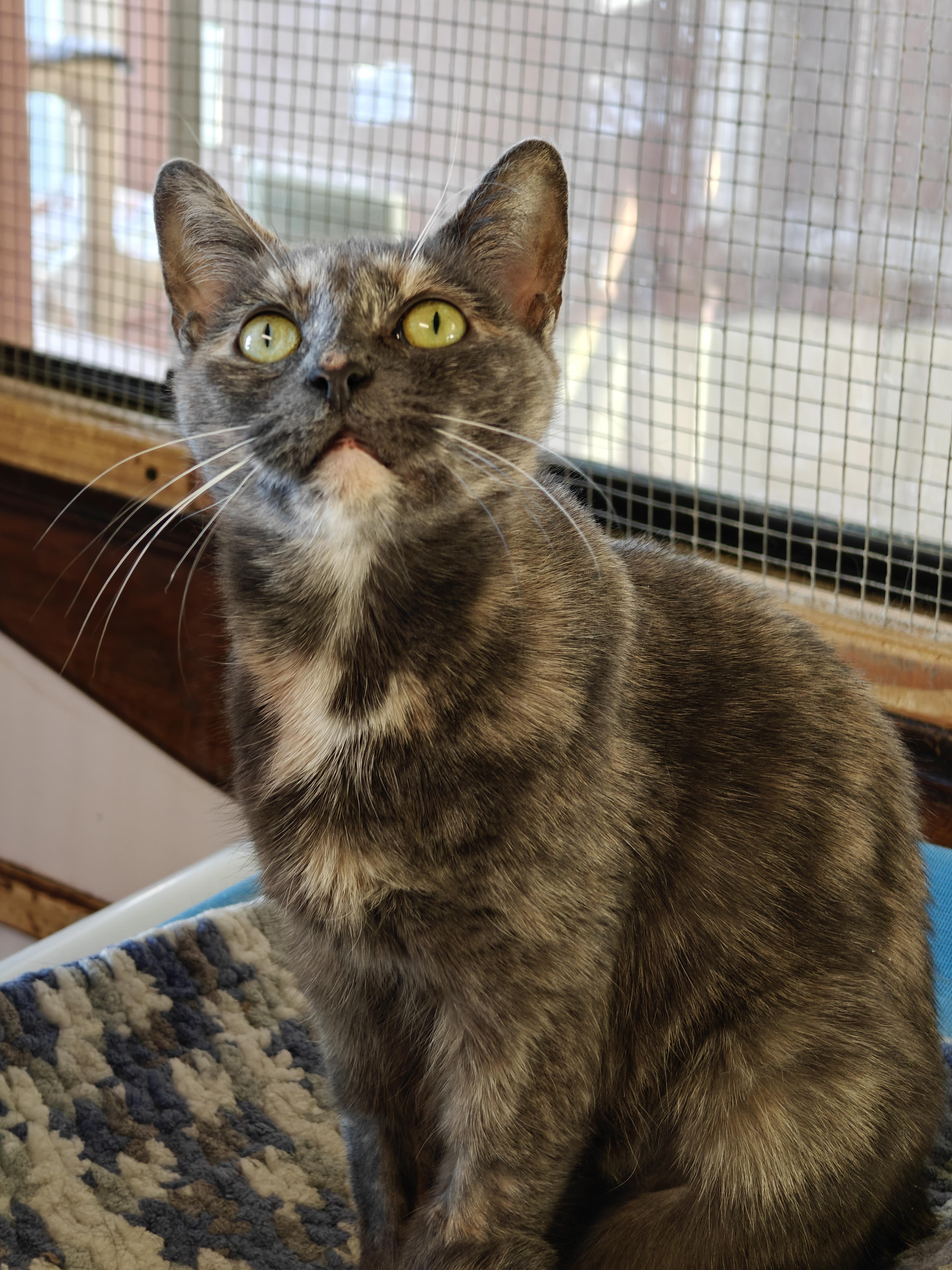 Enlarge Luna Moon , a ADOPTABLE Domestic Short Hair in New Britain, CT image 4/5