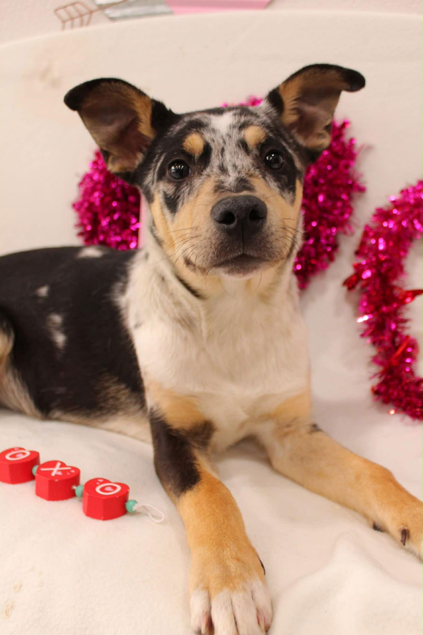 Channing, Adopted, Puppy Male Catahoula Leopard Dog.