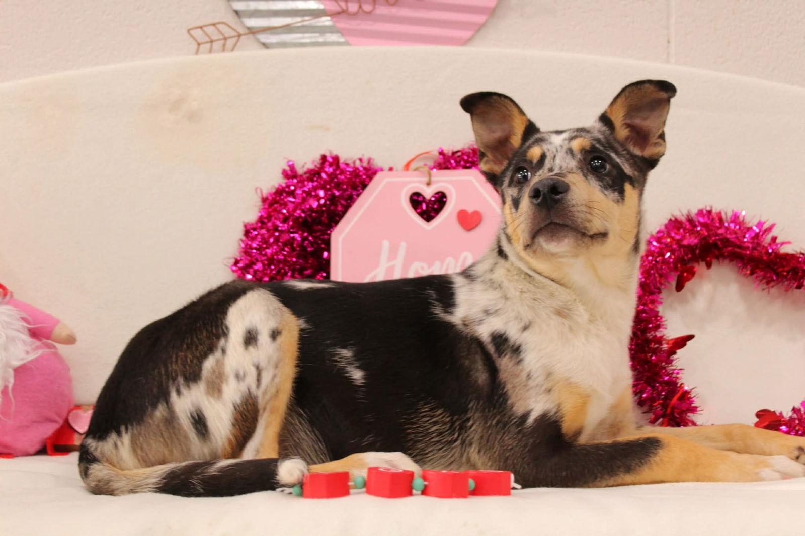 Channing, a Adopted Catahoula Leopard Dog in Raleigh, NC image 2/3