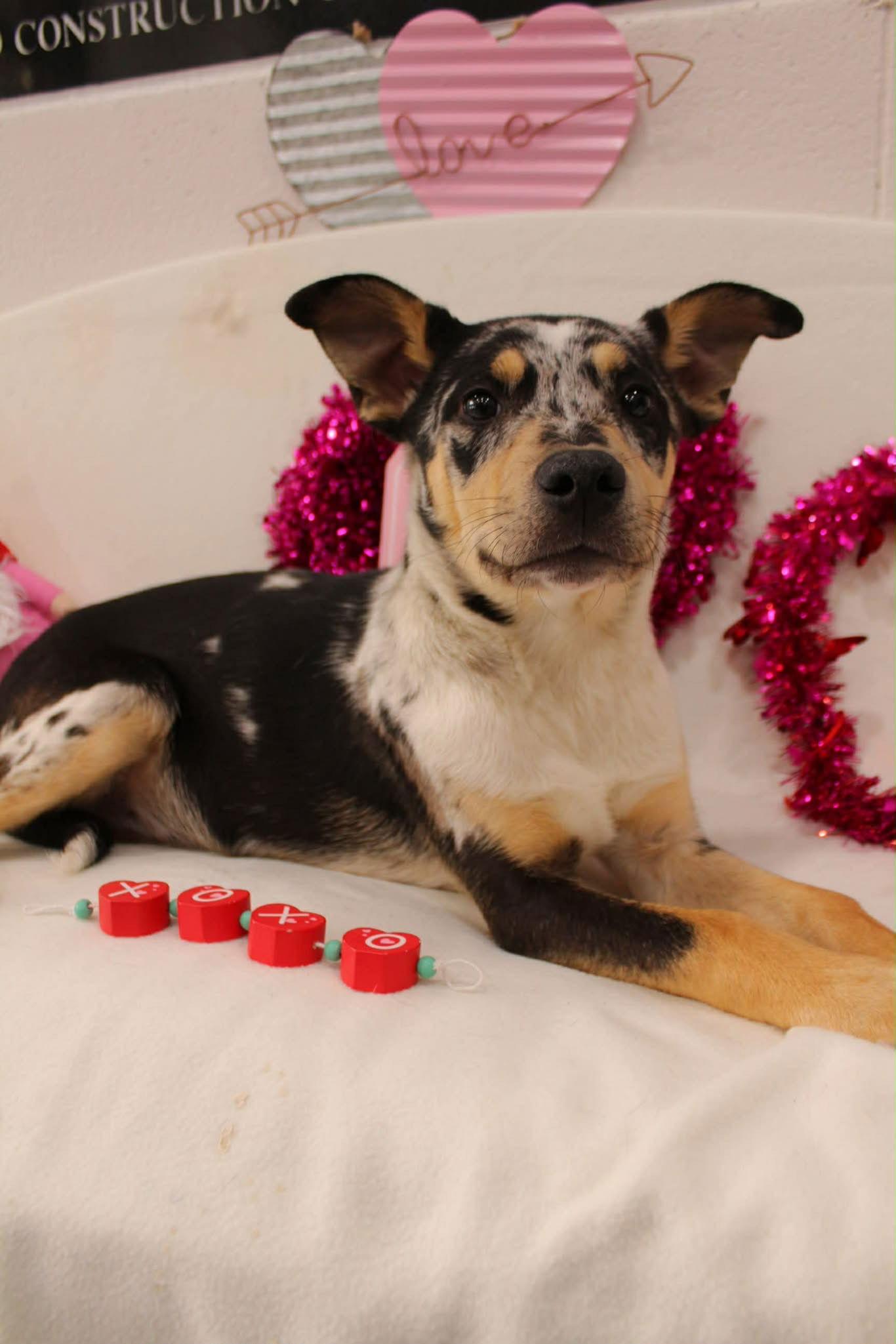 Channing, a Adopted Catahoula Leopard Dog in Raleigh, NC image 3/3