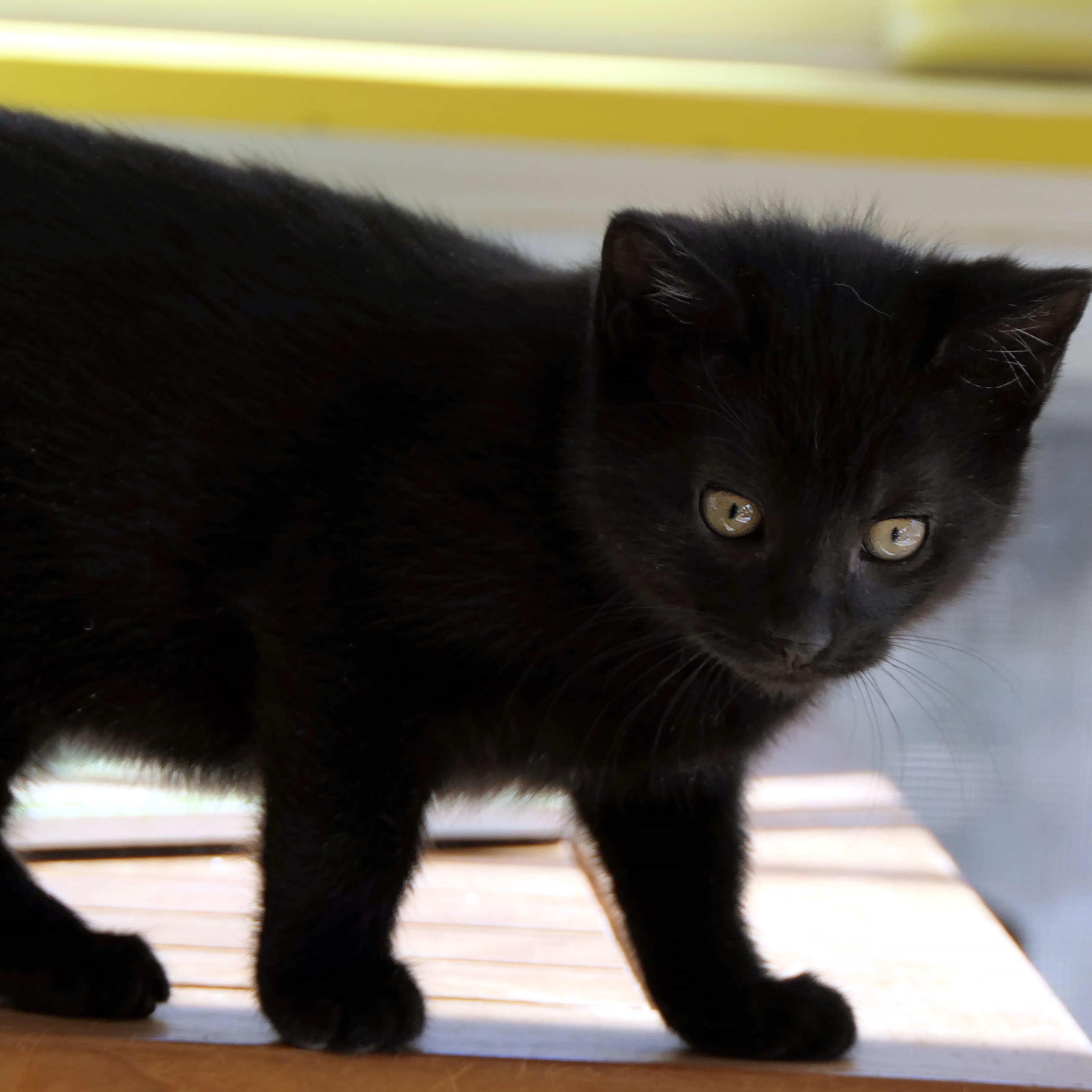 Enlarge Marigny, an adopted Domestic Short Hair in Apex, NC image 4/5