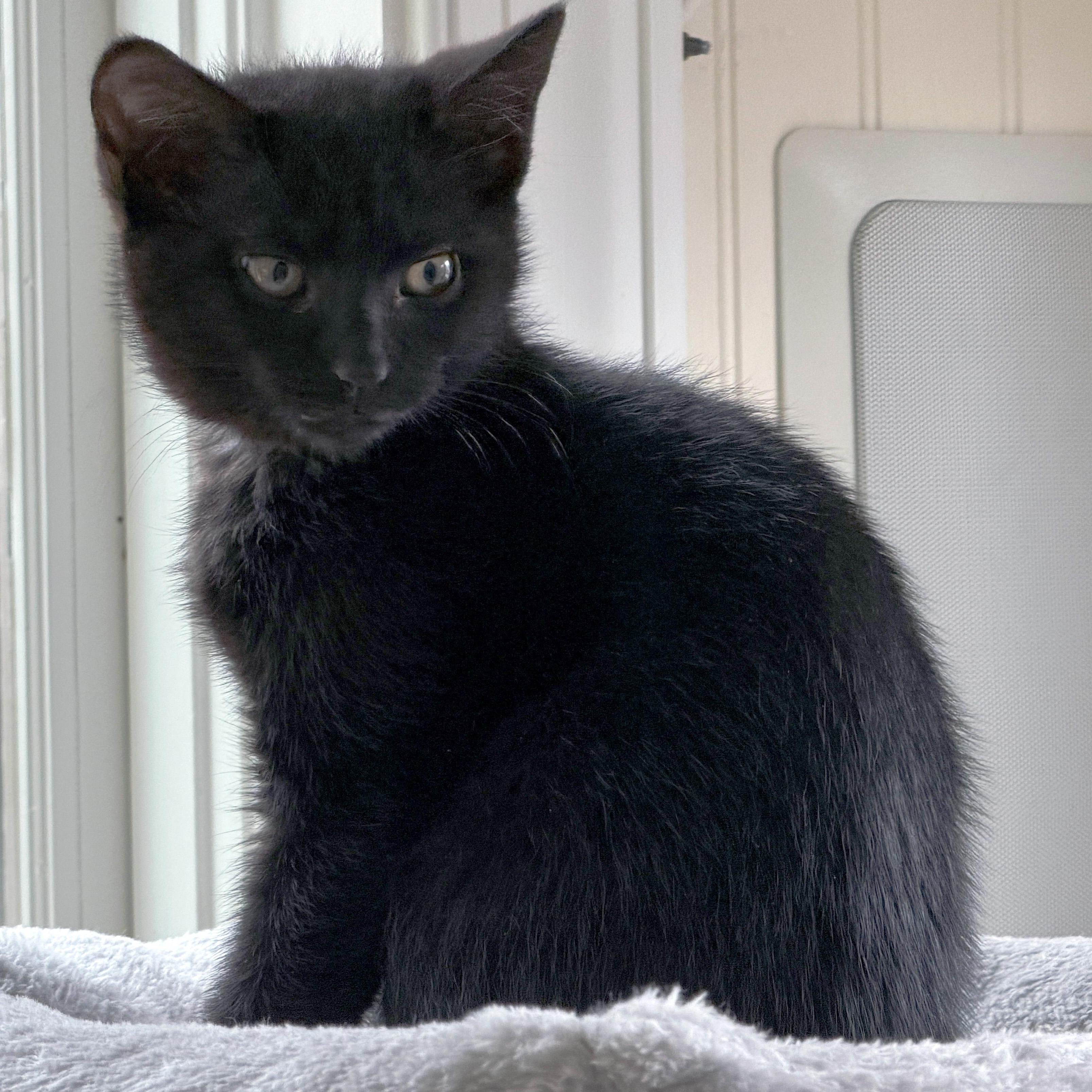 Enlarge Marigny, an adopted Domestic Short Hair in Apex, NC image 5/5