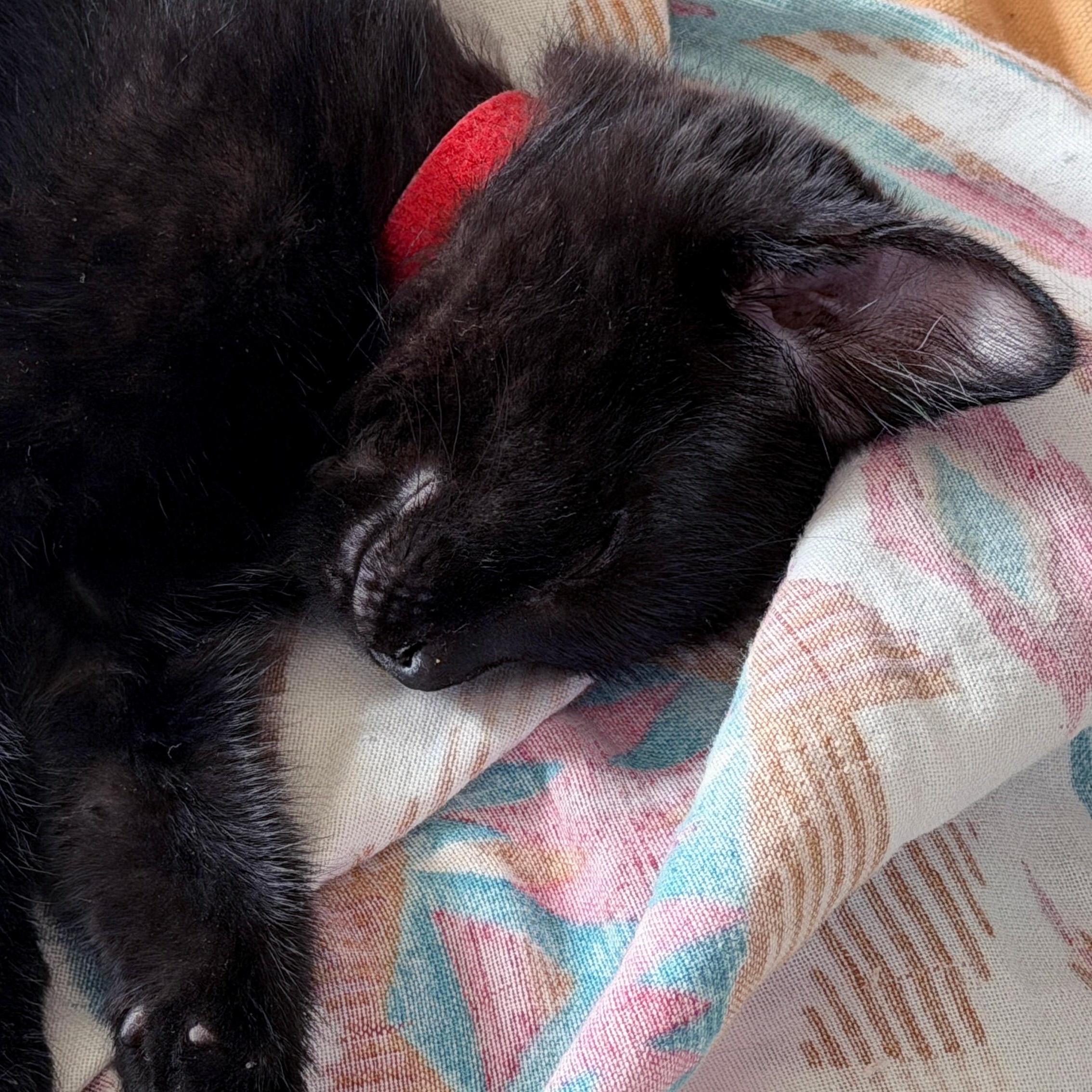 Enlarge Marigny, an adopted Domestic Short Hair in Apex, NC image 3/5