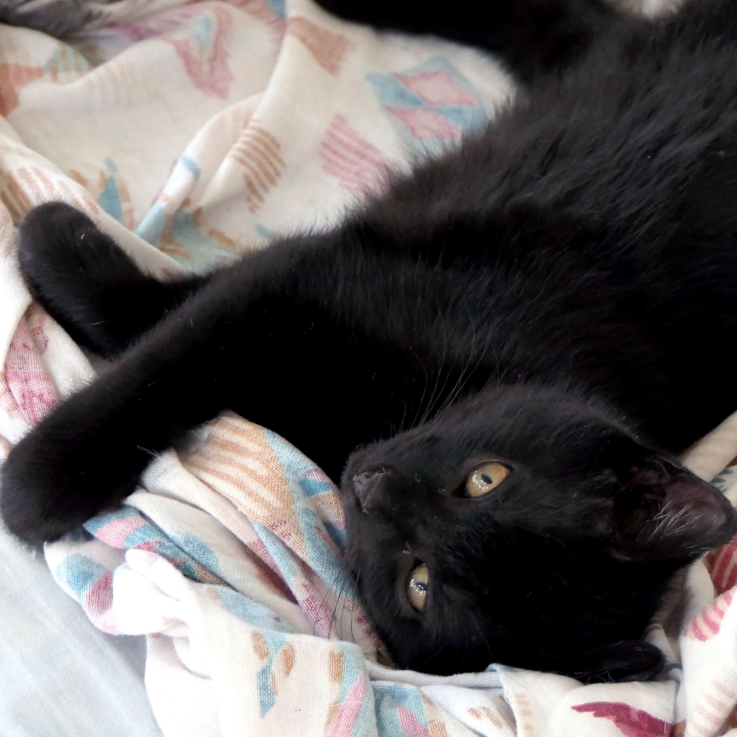 Enlarge Marigny, an adopted Domestic Short Hair in Apex, NC image 1/5