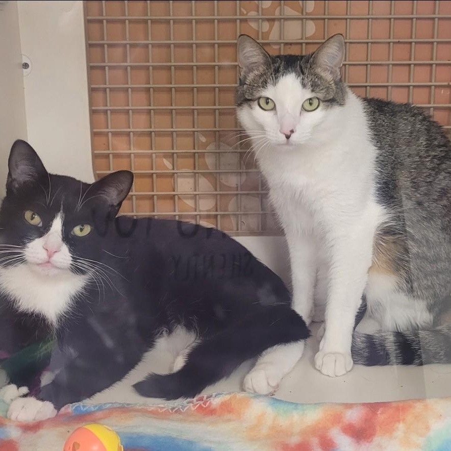 Donna Jean & Peggy Sue, ADOPTABLE, Kitten Female Domestic Short Hair.