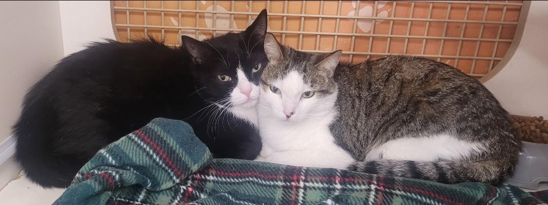 Enlarge Donna Jean & Peggy Sue, a ADOPTABLE Domestic Short Hair in Victorville, CA image 2/2