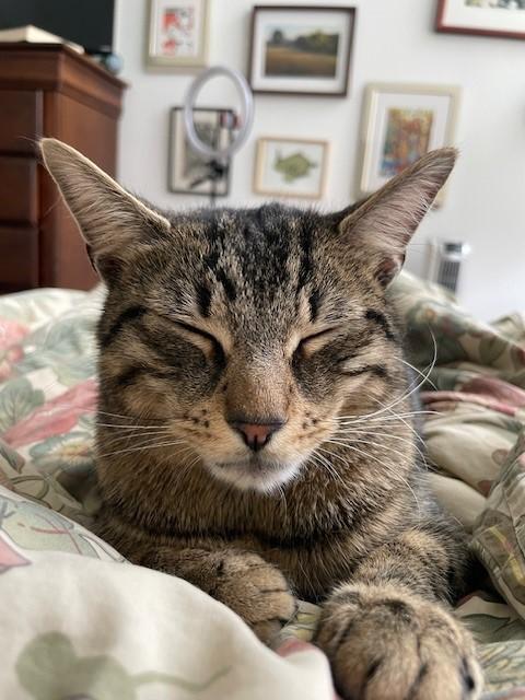 zzCOURTESY LISTING for Ethan, a Adoptable Domestic Short Hair in New Rochelle, NY image 1/6