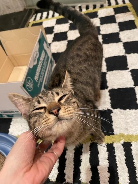 zzCOURTESY LISTING for Ethan, a Adoptable Domestic Short Hair in New Rochelle, NY image 2/6