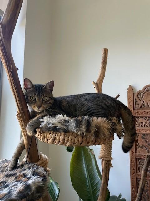 zzCOURTESY LISTING for Ethan, a Adoptable Domestic Short Hair in New Rochelle, NY image 3/6