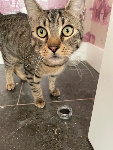 zzCOURTESY LISTING for Ethan, a Adoptable Domestic Short Hair in New Rochelle, NY image 4/6