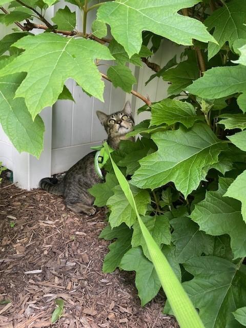 zzCOURTESY LISTING for Ethan, a Adoptable Domestic Short Hair in New Rochelle, NY image 5/6