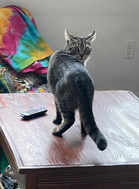 zzCOURTESY LISTING for Ethan, a Adoptable Domestic Short Hair in New Rochelle, NY image 6/6