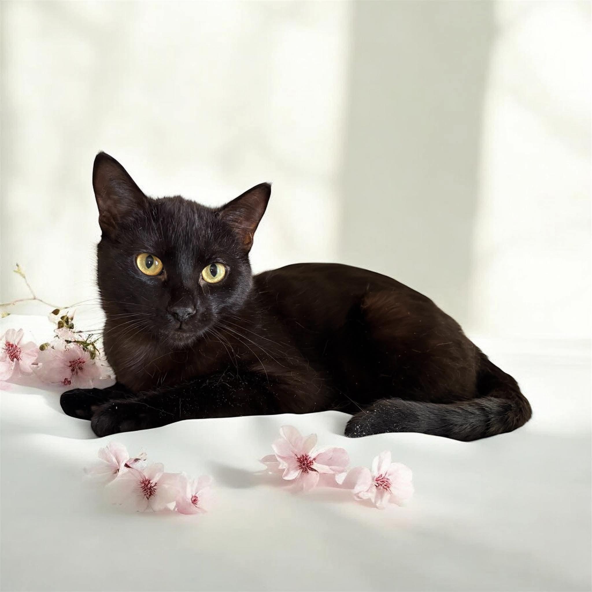 Onyx, ADOPTABLE, Young Male Domestic Short Hair.