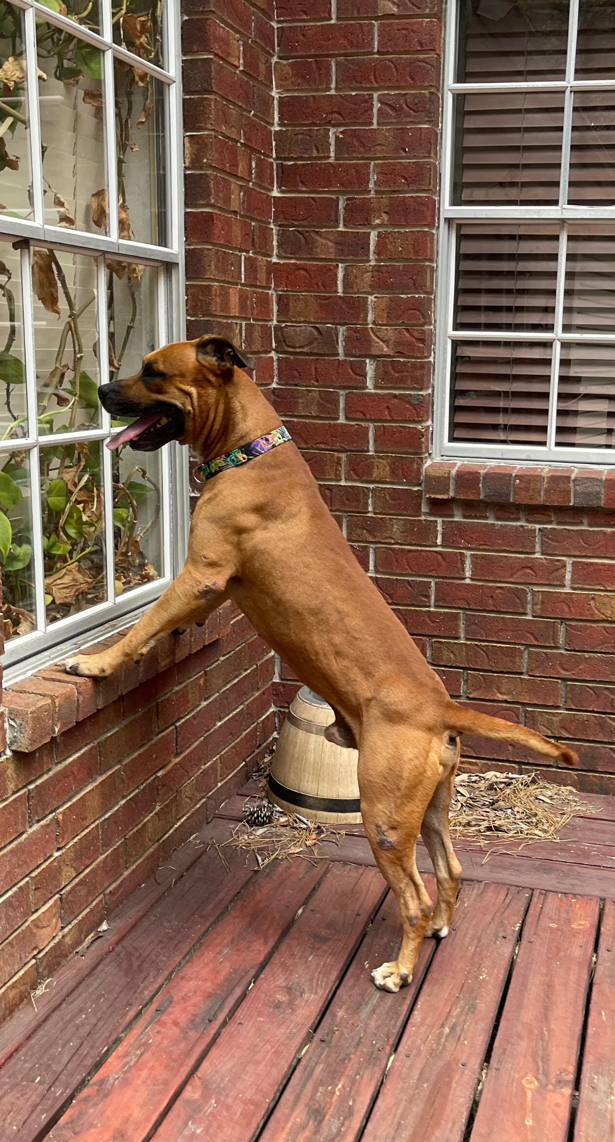 STUDLEY (aka Stud Muffin), Adoptable, Young Male American Staffordshire Terrier.