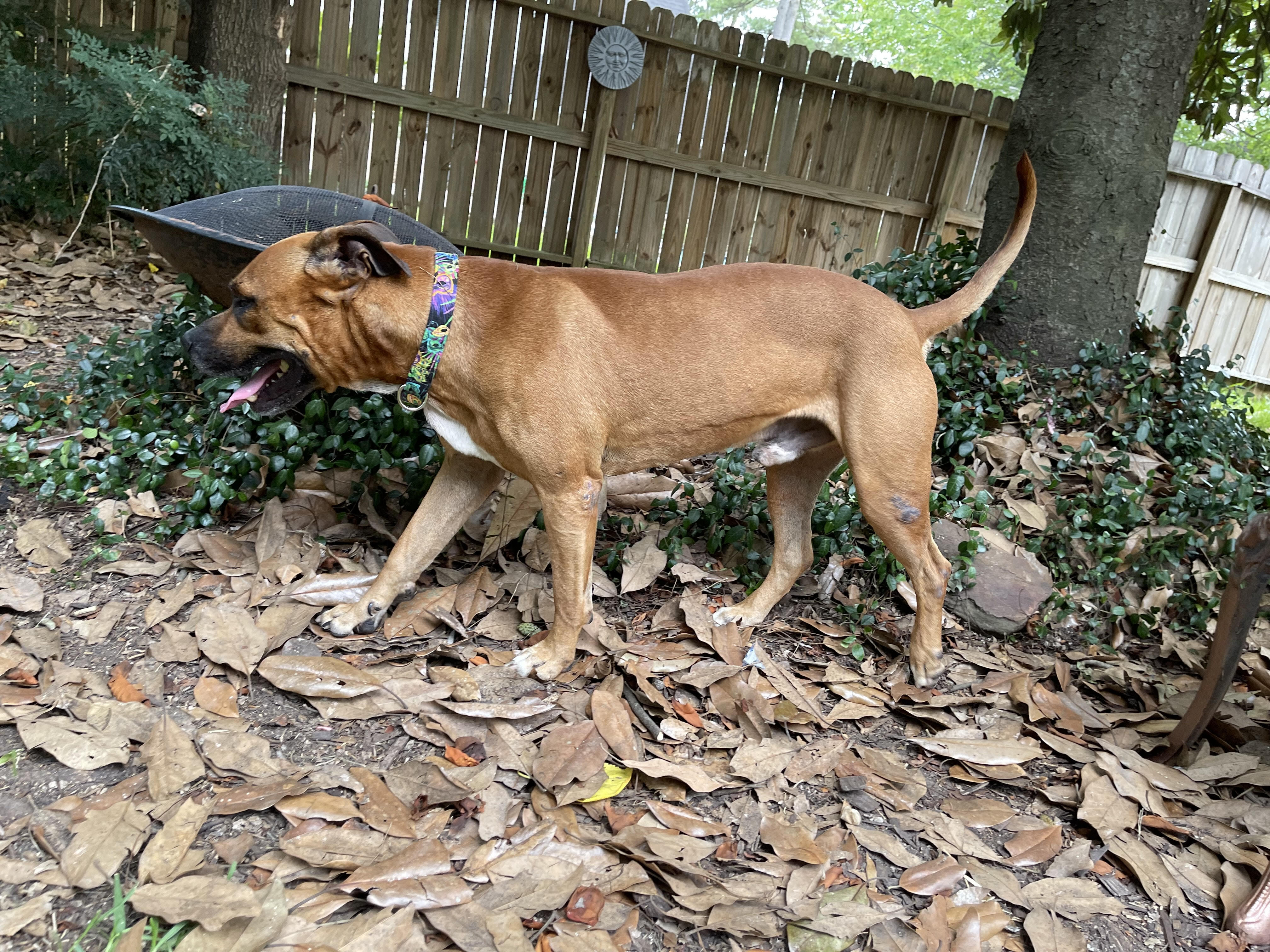 STUDLEY (aka Stud Muffin) — thumbnail 4